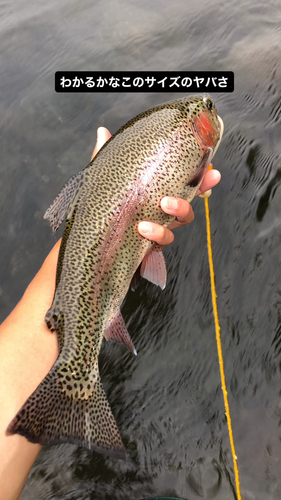 ニジマスの釣果