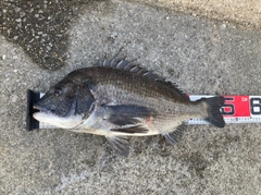 クロダイの釣果