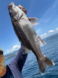 アラの釣果