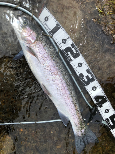 ニジマスの釣果