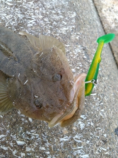 マゴチの釣果