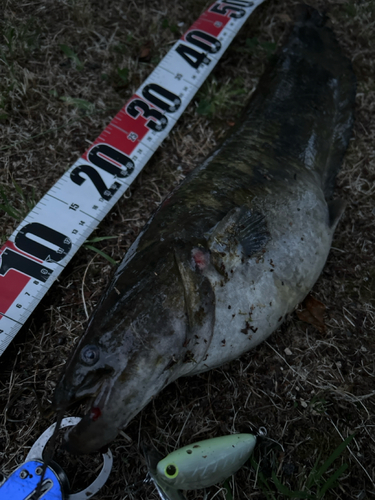 マナマズの釣果