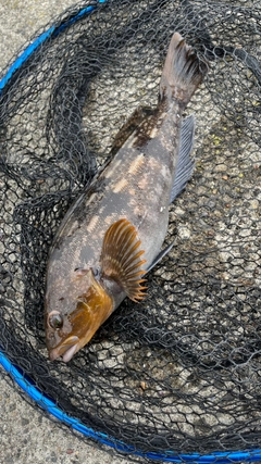 アイナメの釣果