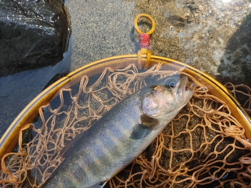 イワナの釣果