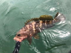 アコウの釣果