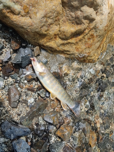 イワナの釣果