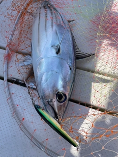 カツオの釣果