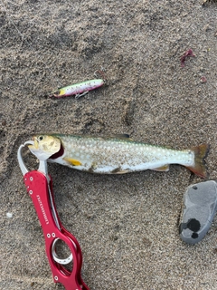 アメマスの釣果