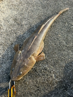 マゴチの釣果