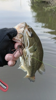 ラージマウスバスの釣果