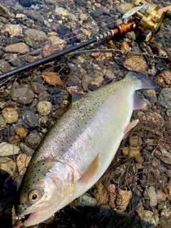 ニジマスの釣果