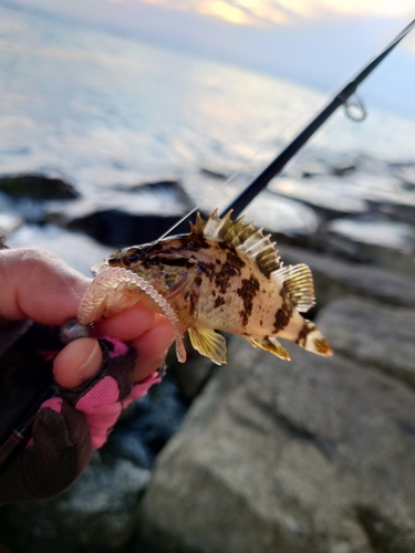 タケノコメバルの釣果