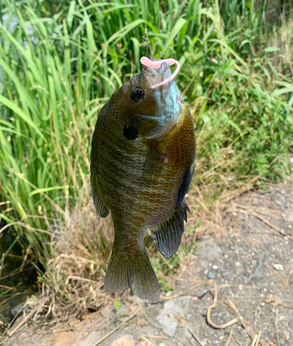 ブルーギルの釣果