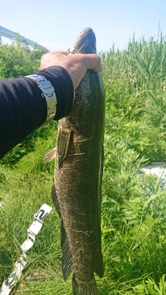 ライギョの釣果