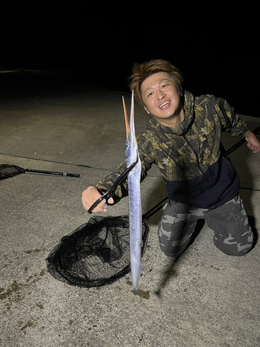 ダツの釣果