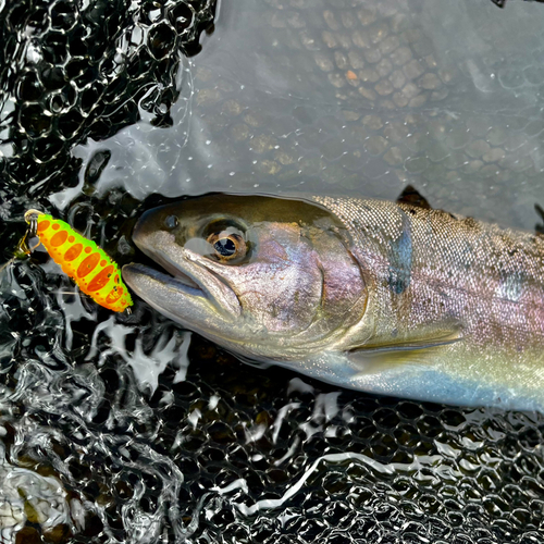 ヤマメの釣果