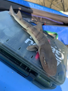 ドチザメの釣果