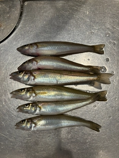 シロギスの釣果