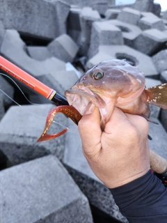 アコウの釣果