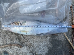コノシロの釣果