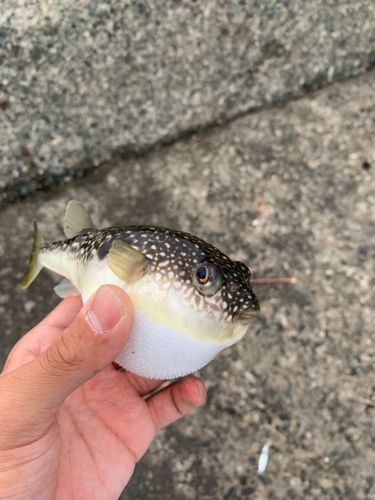 クサフグの釣果