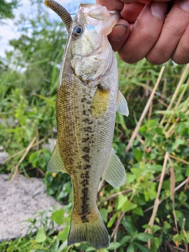 ラージマウスバスの釣果