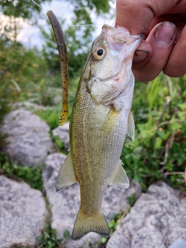 ラージマウスバスの釣果