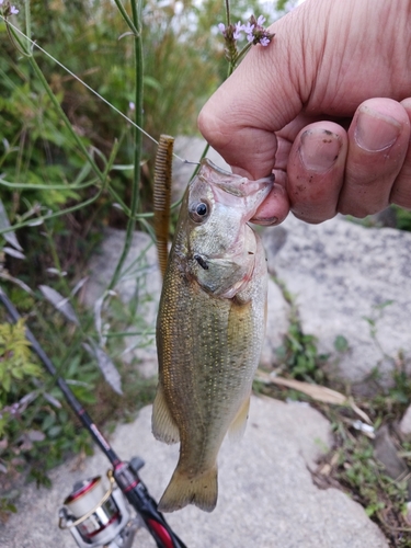 ラージマウスバスの釣果