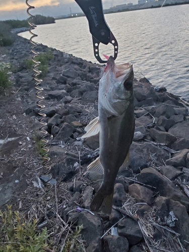 スズキの釣果