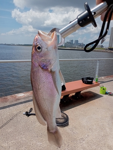 イシモチの釣果