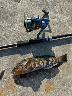 アイナメの釣果