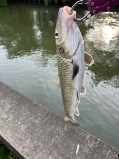 ニゴイの釣果