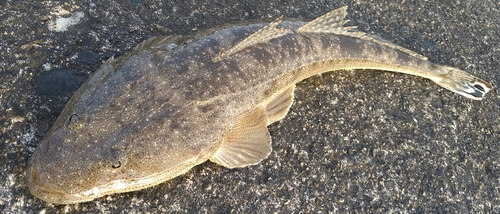 マゴチの釣果