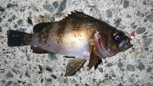 メバルの釣果