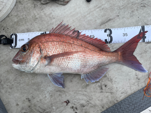 マダイの釣果