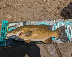 スモールマウスバスの釣果