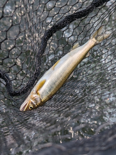 アユの釣果