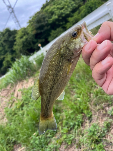 ラージマウスバスの釣果