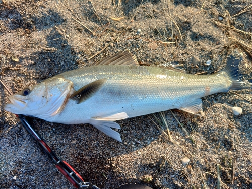 スズキの釣果