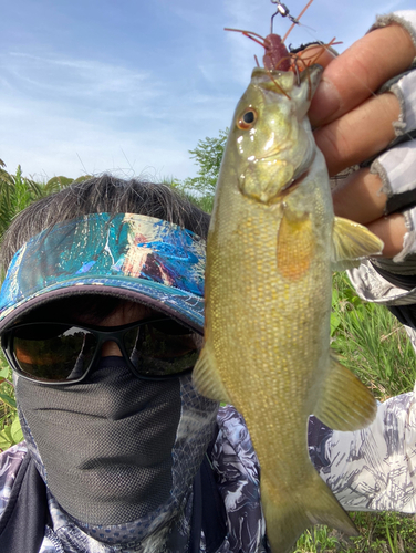 スモールマウスバスの釣果