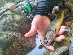 イワナの釣果