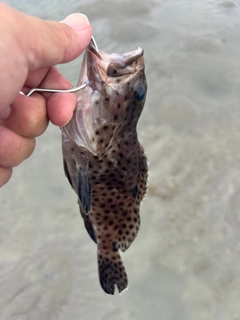 イシミーバイの釣果