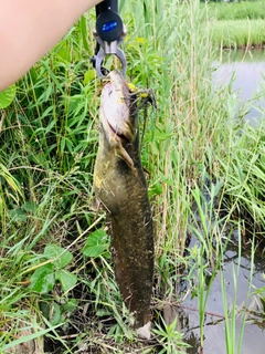 ナマズの釣果