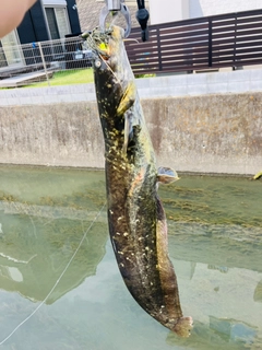 ナマズの釣果