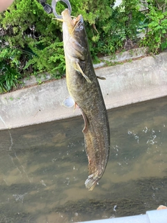 ナマズの釣果