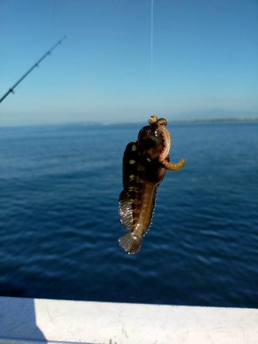 イソギンポの釣果