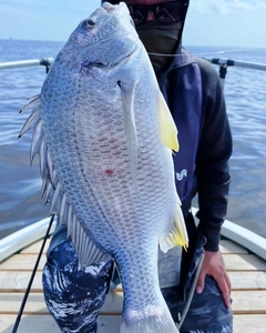 キビレの釣果