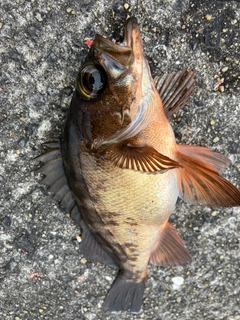 アカメバルの釣果