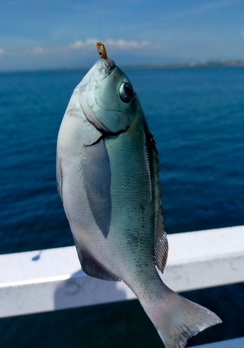 メジナの釣果