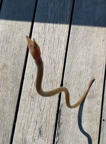 ダイナンウミヘビの釣果